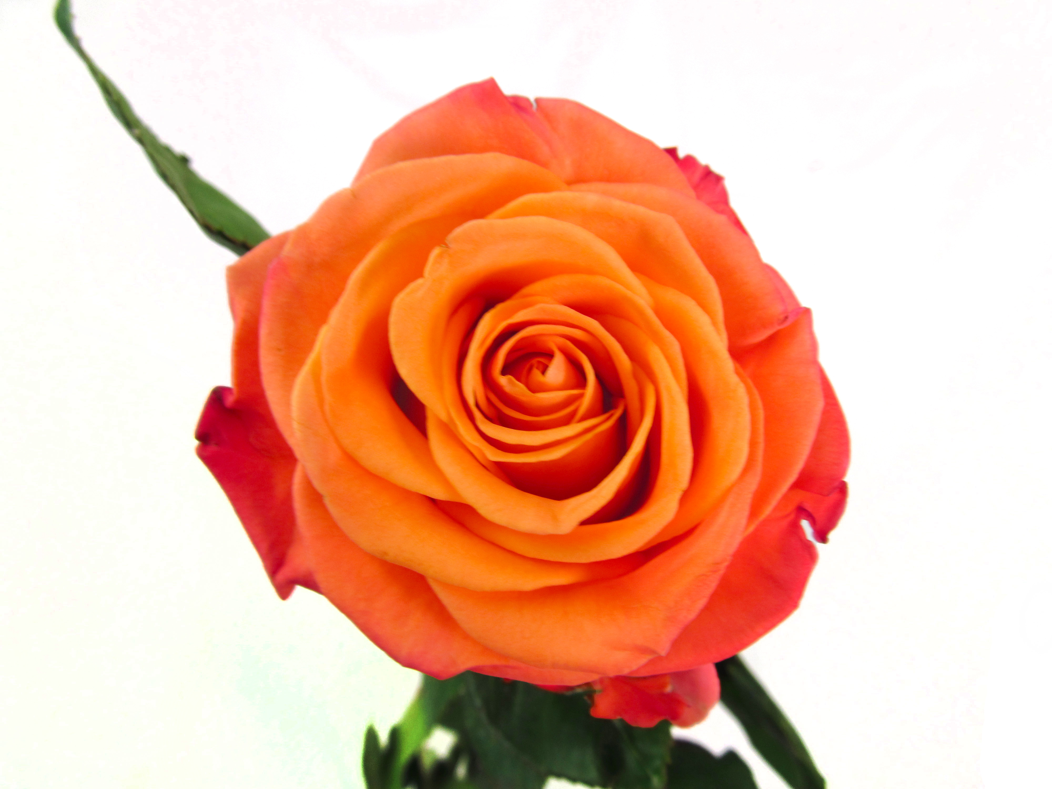 Pink Roses